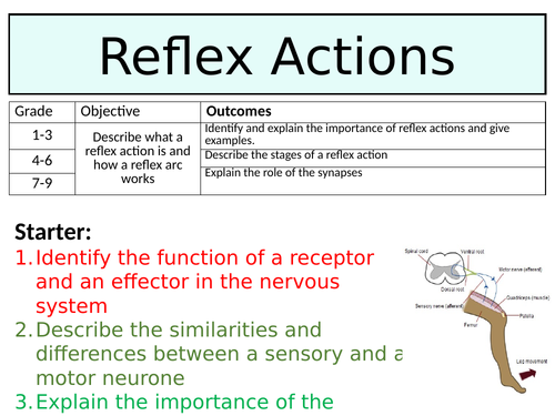 OCR GCSE (9-1) Biology - Reflexes