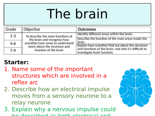 OCR GCSE (9-1) Biology - The brain