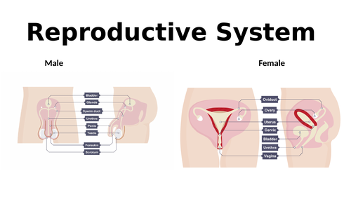 Unit 3: The structure, function and disorders of the reproductive system