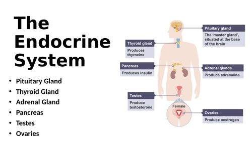 The structure, function and main disorders of the endocrine system
