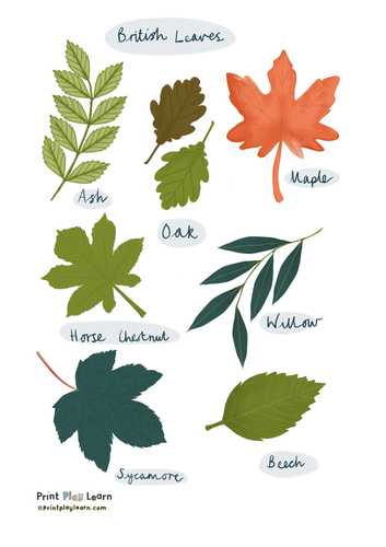 British Leaves Classroom Poster | Teaching Resources