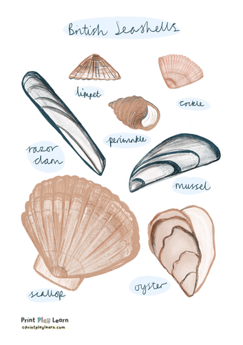 British Seashell Posters