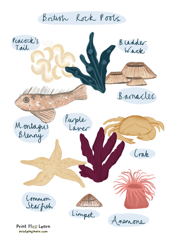 Rock Pool Identification Poster