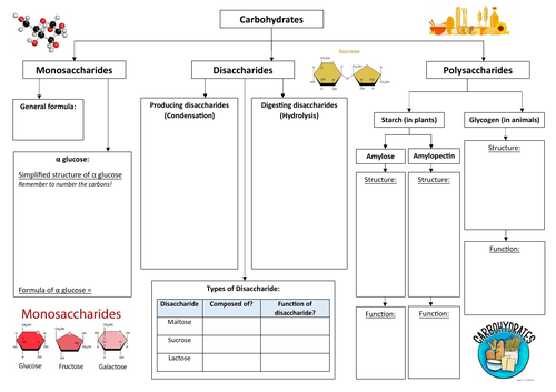 Carbohydrates Summary Sheet - Edexcel A SNAB Biology; Topic 1 (AS)