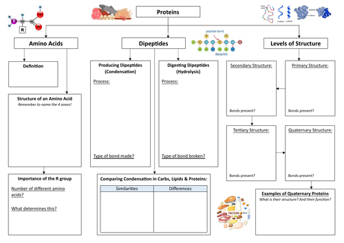 Proteins Summary Sheet - Edexcel A SNAB Biology; Topic 2 (AS)