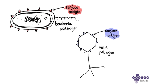 Immune Response - simplified diagrams.