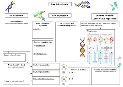 DNA & DNA Replication Summary Sheet - Edexcel A SNAB Biology; Topic 2 (AS)