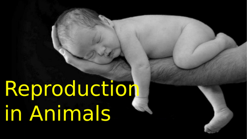 Reproduction In Animals Powerpoint Presentation (PPT)/Lesson/Slides