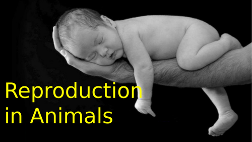 Reproduction In Animals Powerpoint