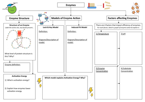 Enzymes Summary Sheet - Edexcel A SNAB Biology; Topic 2 (AS)