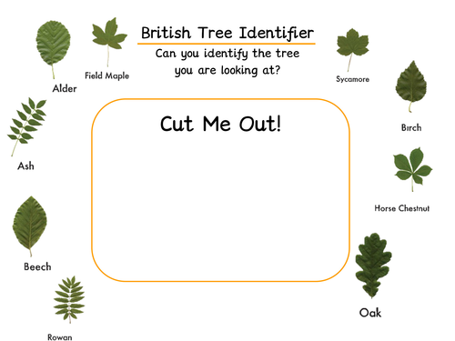 British Tree Identifier