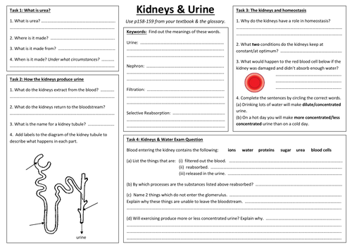 SB7h/i - Osmoregulation A3 sheet (Edexcel Single Biology GCSE)