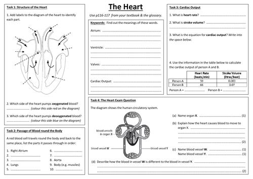 CB8c - The Heart & Cardiac Output A3 sheet (Edexcel Combined Biology GCSE)