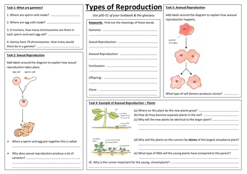 SB3a - Types of Reproduction A3 sheet (Edexcel Single Biology GCSE)
