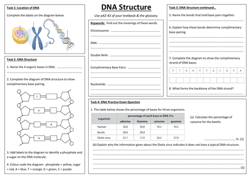 CB3b - DNA Structure A3 sheet (Edexcel Combined Biology GCSE)