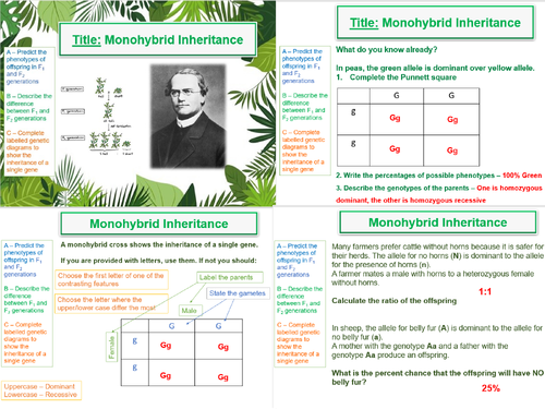 Monohybrid Inheritance, Probability & Crosses -  AQA A Level Biology (A2) -17. Inherited Change