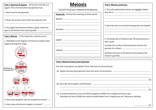 SB3b - Meiosis A3 sheet (Edexcel Single Biology GCSE) | Teaching Resources