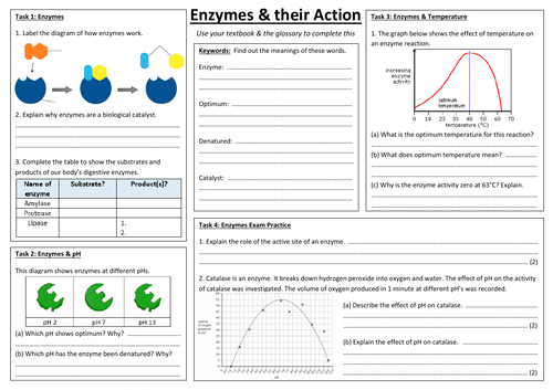 SB1h - Enzymes & Enzyme Action summary sheet (Edexcel Single Biology GCSE)