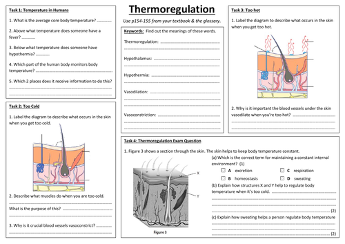 SB7g - Thermoregulation summary sheet (Edexcel Single Biology GCSE)