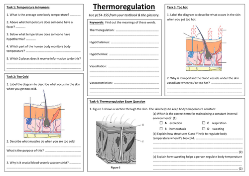 SB7g - Thermoregulation summary sheet (Edexcel Single Biology GCSE