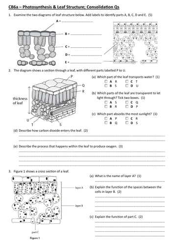 CB6a - Photosynthesis & Leaf Structure Consolidation Questions (Edexcel Combined Science GCSE)