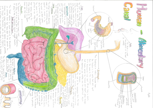 IGCSE Biology Digestive System Poster Pearson Edexcel