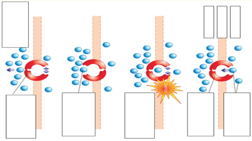 AQA GCSE Biology active transport