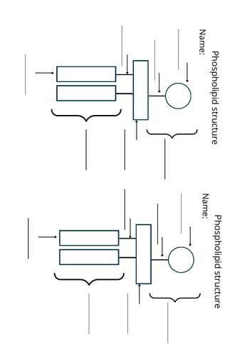 Structure of a phospholipid