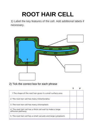 Specialised cells worksheets