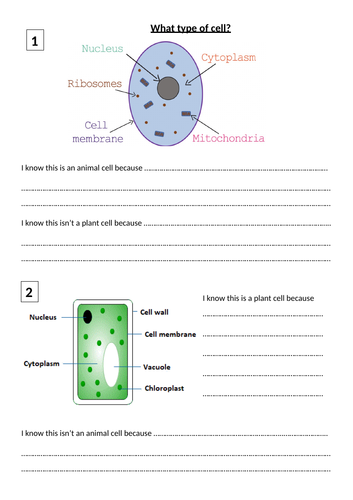 Plant Animal and Bacterial Cells | Teaching Resources