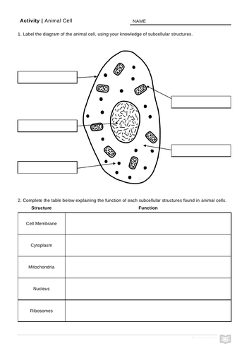 Animal Cell Worksheets