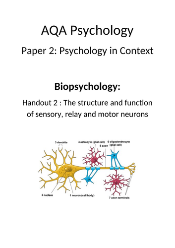 A-Level Biopsychology - Neurons & Synaptic Transmission