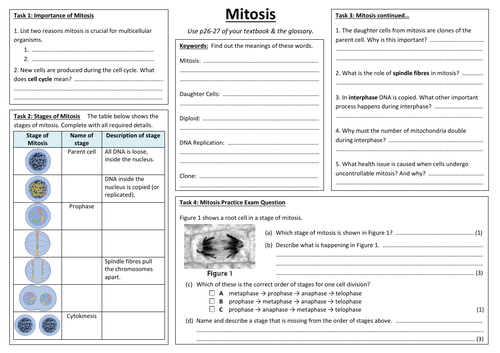 CB2a - Mitosis summary sheet (Edexcel Combined Biology GCSE)