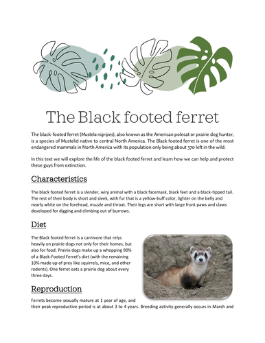 Article Exemplar - Black Footed Ferret