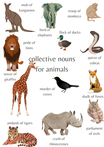 Collective nouns posters animals and sea creatures