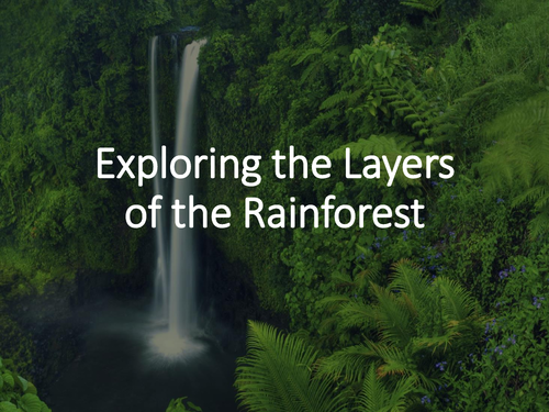 Exploring the Layers of the Rainforest | Teaching Resources