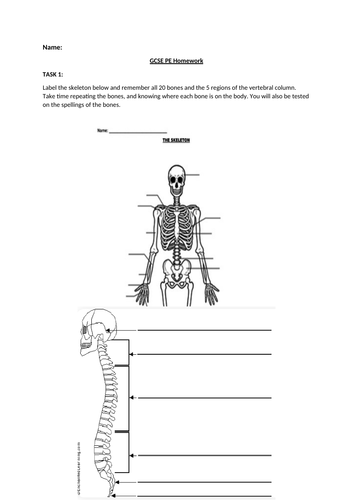 Skeletal System Homework