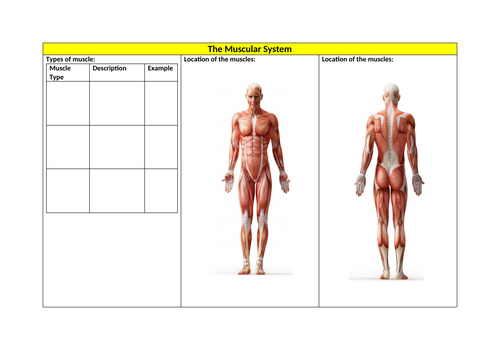 Muscular System Revision Sheet