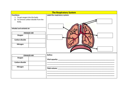Respiratory System Revision Sheet