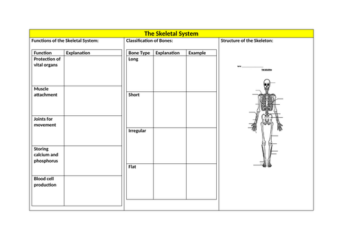Skeletal System Revision Sheets
