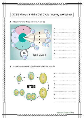GCSE Biology - Mitosis and the Cell Cycle Activity Worksheet