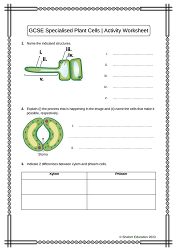 GCSE Biology - Specialised Plant Cells Activity Worksheet