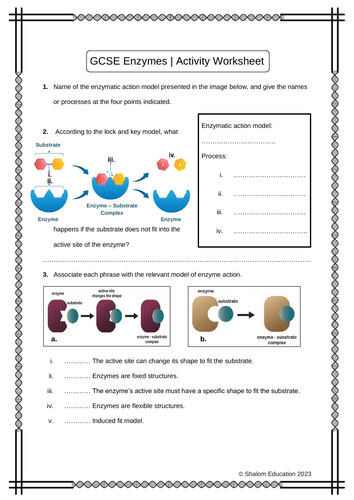 GCSE Biology - Enzymes Activity Worksheet