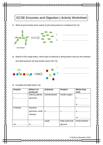 GCSE Biology - Enzymes and Digestion Activity Worksheet