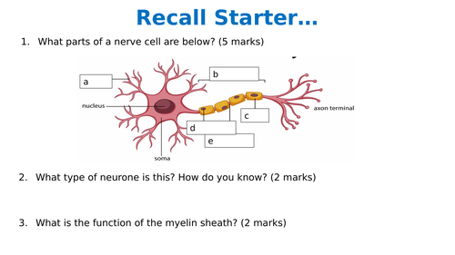 Unit 9 Aim A L12: Receptors