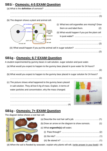 SB1i - Osmosis Differentiated Exam Questions (Edexcel Single Biology GCSE)
