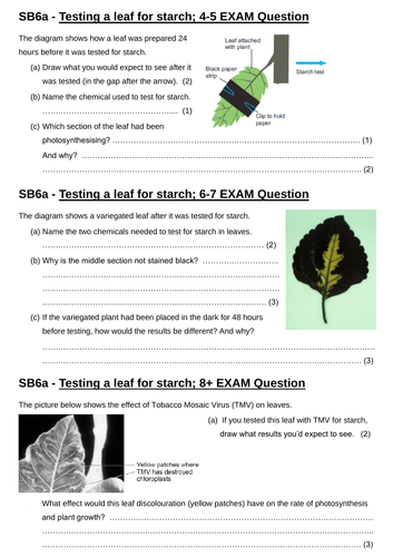 SB6a - Starch Testing of Leaves Differentiated Exam Questions (Edexcel Single Biology GCSE)