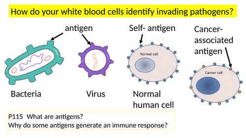 AQA A level Biology Specific immune response