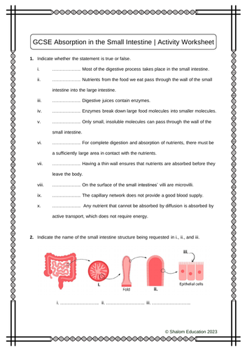 GCSE Biology - Absorption in the Small Intestine Activity Worksheet