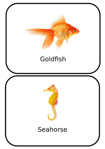 Fish Flash Cards